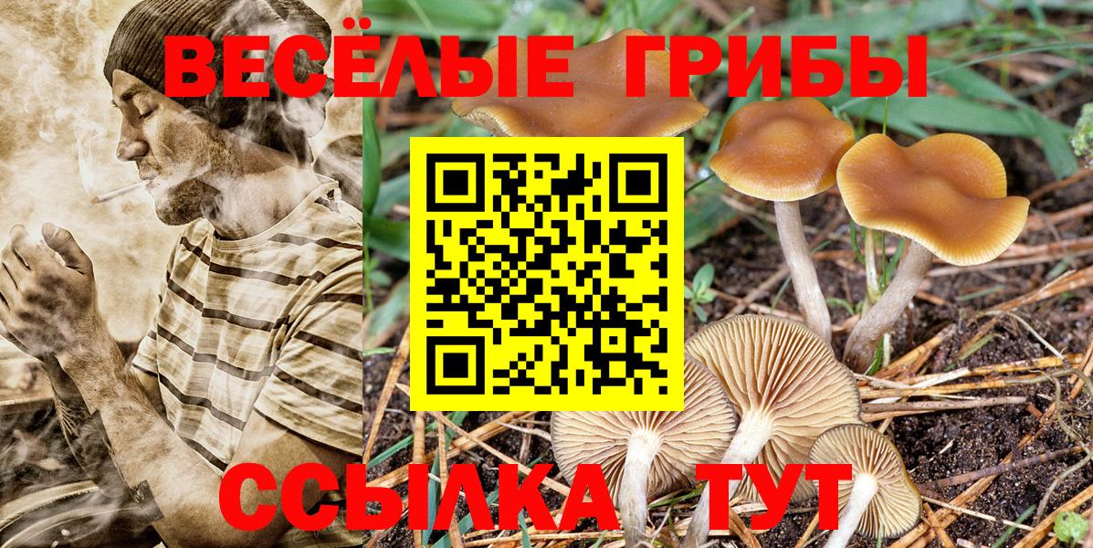 Галлюциногенные грибы Cubensis  Вход с VPN  Янаул 